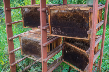 Used honeycombs, wax frames after pumping honey from them