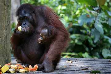 Female orangutan and her baby  in the rainforest 