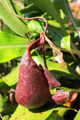 pitcher,Cephalotus,carnivorous plants in the rain forest 