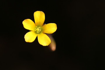Obraz premium yellow little wild flower