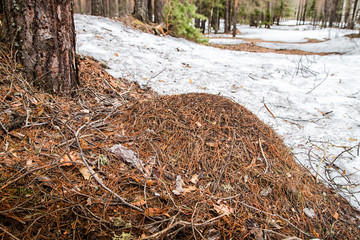 Ant hill in a pine forest in early spring