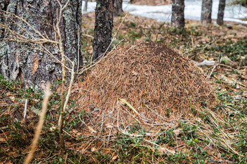 Ant hill in a pine forest in early spring