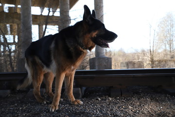 Big Dog German Shepherd under bridge outdoors