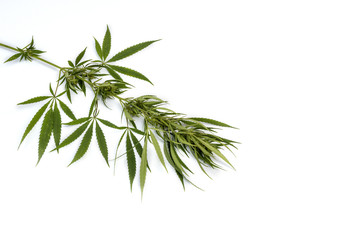 Green branch cannabis with  five fingers leaves , marijuana isolated on white background, legalization medical hemp