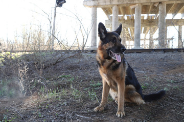 Big Dog German Shepherd under bridge outdoors