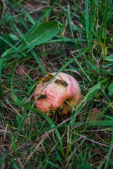 Wasps eat apples lying on green grass