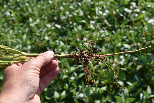Nodulation sur soja