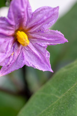 茄子の花