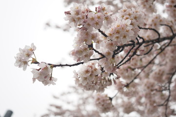 儚げに咲く淡い悩ましい桜
