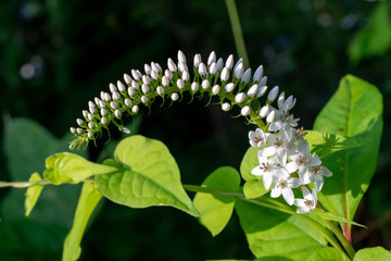 夏の花