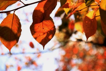 秋の紅葉と青春