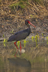 Black Stork, Ciconia nigra. Tadoba Tiger Reserve, Maharashtra, India