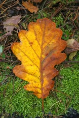 Naklejka na ściany i meble Autumn yellow oak leaf on green moss.Autumn season. 