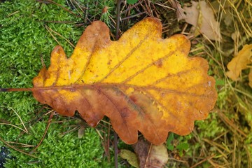 Autumn yellow oak leaf on green moss.Autumn season. Autumn time