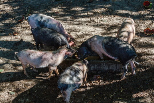 Grupo de cerdos j&oacute;venes aliment&aacute;ndose.