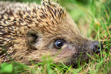 Close up of a hedgehog