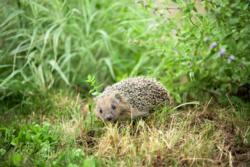 Small hedgehog in a grass © tchara