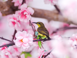 Sun bird .