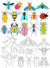 isolated, insect book coloring, set
