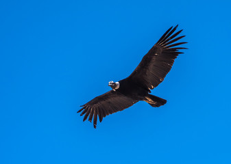 Andean condor, national symbol of Peru