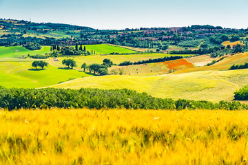 Fototapeta premium View of the beautiful field of wheat and flowers in Tuscany with the village farm house and Cypresses trees