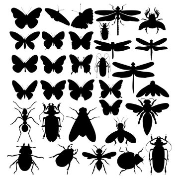 vector, isolated, silhouette of an insect, set