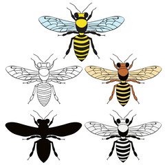 isolated, insect bee