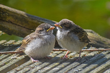 Two cute fledgling baby birds, House Sparrows (Passer domesticus) are perching on gray wood and waiting for food from their parents