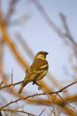 Obraz premium Yellow-throated sparrow or chestnut-shouldered petronia, Petronia xanthocollis