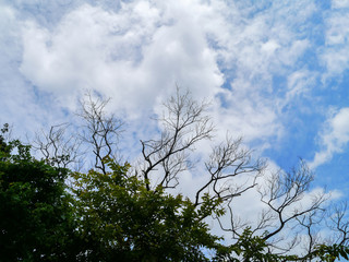 Branch on blue sky .
