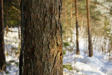 Coniferous winter forest