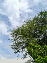 Branch on blue sky .