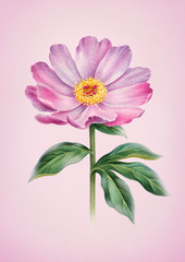 Watercolor illustration of peony flowers. Perfect for greeting cards or invitations