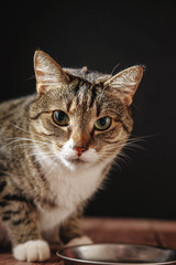 cat eat from meal, cat is sitting near bowl with food
