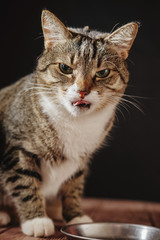dissatisfied cat eat from meal, cat is sitting near bowl with food
