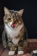 cat eat from meal, cat is sitting near bowl with food, cat licks nose