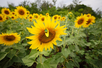 Obraz premium bronze beetle and bee on a sunflower in the background of a field of yellow flowers