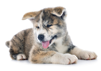 puppy akita inu