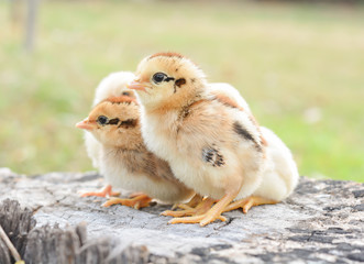 Chicks with nature in the evening.