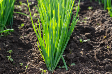 Young sprouts of green onions in the garden.