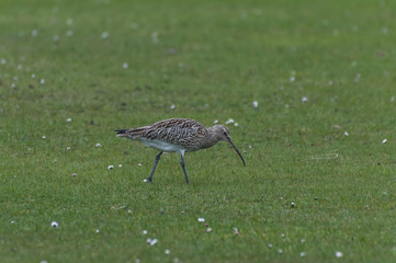 Brachvogel