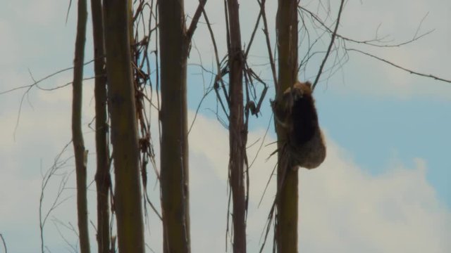 Koala Climbing Down Blue Gum Tree In Logged Area.