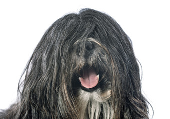 Tibetan terrier