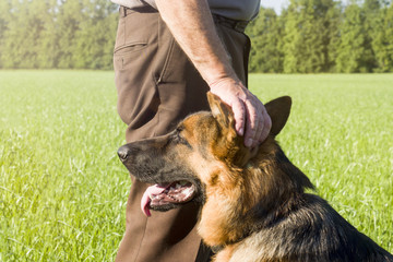 German shepherd stroking his master's hand outdoors in a field.