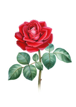 Watercolor illustration of a rose flower