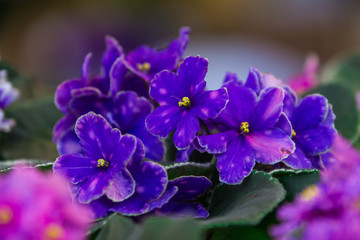 Fototapeta na wymiar beautiful tender blooming colorful violets in a pot