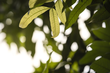 young leaves budding, natural green background