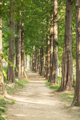 metasequoia tree road, Seoul autumn path