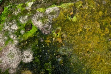 green moss texture in nature