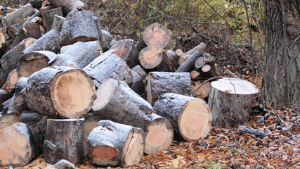 firewood